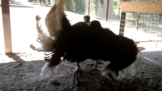 Брачный танец страуса смотреть онлайн