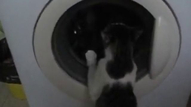 Кошка стирает белье смотреть онлайн