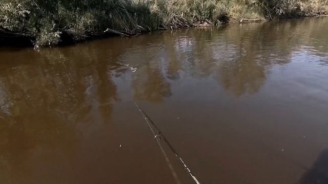 ТРИ ДНЯ НА РЕКЕ ЛОЗЬВА. Рыбалка на Спининг. Щука. Окунь. Сплав. 2022 смотреть онлайн