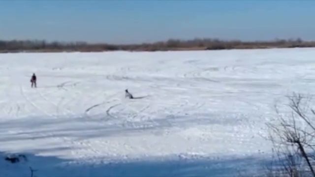 #doberman Зимняя прогулка Добермана смотреть онлайн