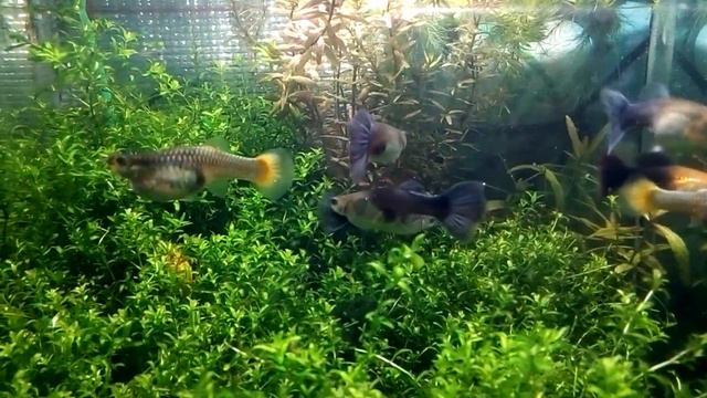 Гуппи. Роддом и ясли смотреть онлайн