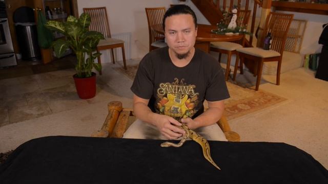Ball Python Update 2016 pt 1 : Triple B TV Episode. 15 смотреть онлайн