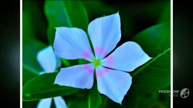 Catharanthus - garden plants смотреть онлайн