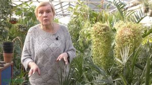 Комнатная пальма: виды, правила ухода.