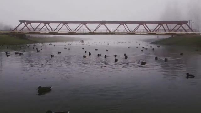 Радиационный туман в Москве и Подмосковье: Птицы атакуют летательные аппараты, а людям хоть бы что! смотреть онлайн