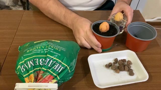 ?? Бонсай из авокадо / Avocado bonsai смотреть онлайн