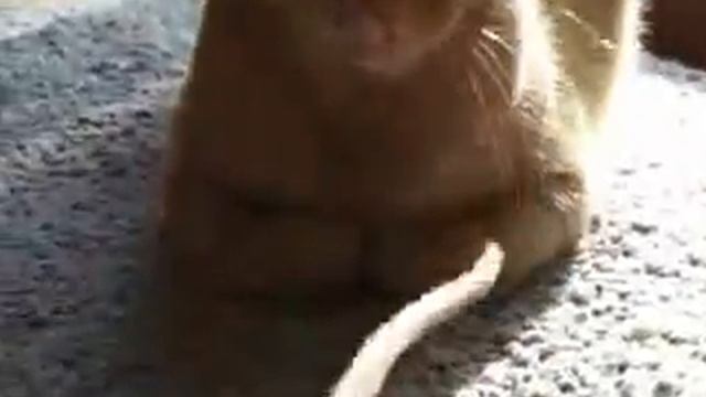 gattotopo смотреть онлайн
