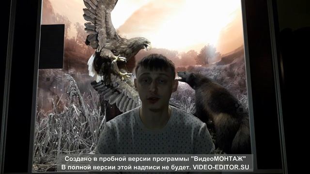 Чем звери отличаются от животных на детском языке. смотреть онлайн