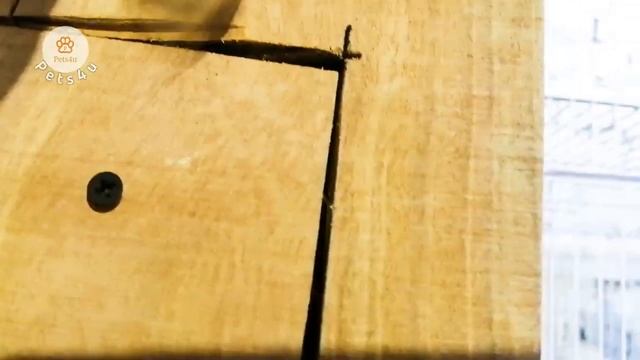 LoveBirds 40 Commercial Pairing Setup | Breeding Information | Java and Zebra Finches for Sale смотреть онлайн