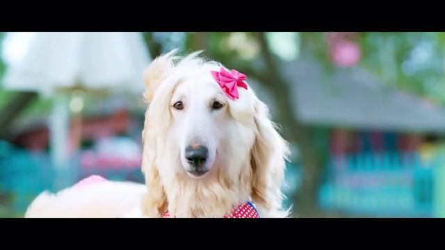 Собачий побег (2024) смотреть онлайн