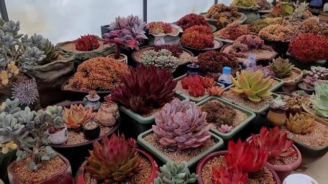 12월 이렇게 예뻐지는 식물 있을까(succulent, たにくしょくぶつ) смотреть онлайн
