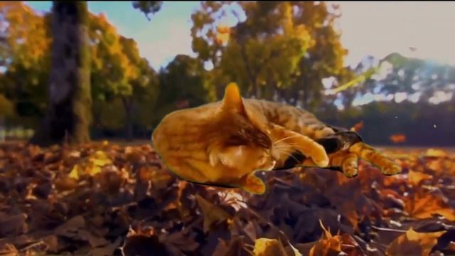 Рыжая кошка осень смотреть онлайн