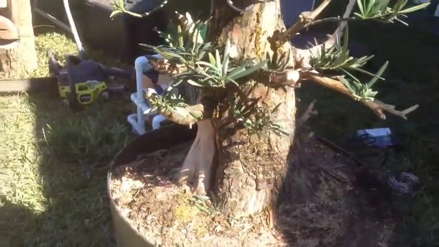 Finished demo tree. Podocarpus смотреть онлайн