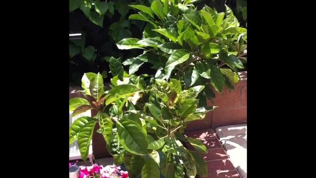 Mystery Solved! Solandra Maxima Tropical Plant