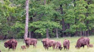 ЗАПОВЕДНЫЕ ЛЕСА КОМИ