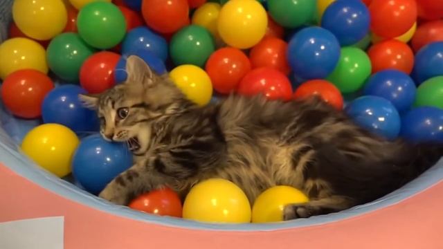 МОЖНО ЛИ ПОДСТРИГАТЬ КОШЕК? смотреть онлайн