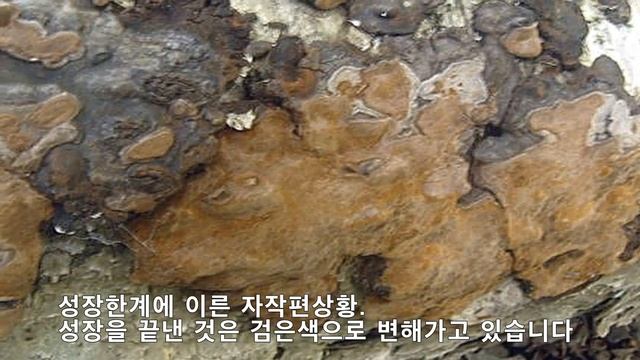 국내 상황버섯 종류(6) - 자작상황버섯 смотреть онлайн