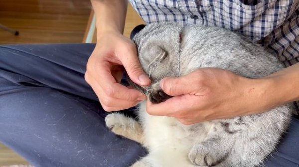 Monkey Mon And His Father Help Bibi Cut Her Toenails!