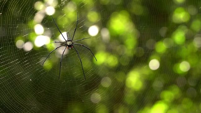 10 Fun Facts About Spiders смотреть онлайн