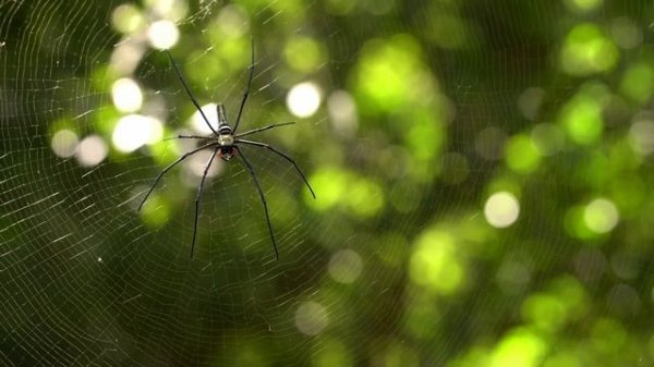 10 Fun Facts About Spiders