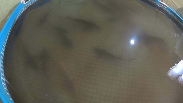 У КОГО ПРОСИТЬ ДЕНЬГИ НА ОСЕТРОВОЕ УЗВ смотреть онлайн