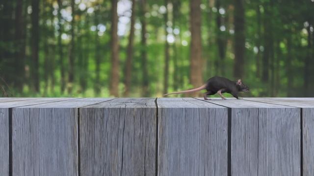 3D game for cats | CATCH THE MOUSE (front view) смотреть онлайн