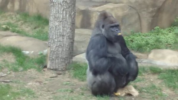 гариллу достали