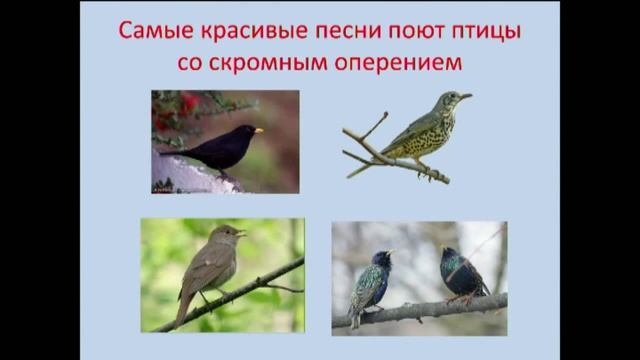 Язык животных как компонент экологической структуры популяций смотреть онлайн