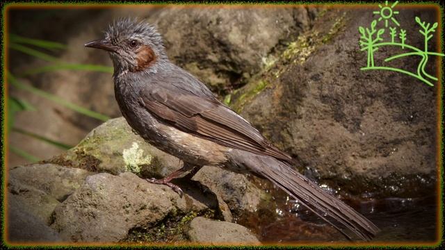 Голоса птиц Как поёт Бюльбюль короткопалый (Microscelis amaurotis).mp4 смотреть онлайн