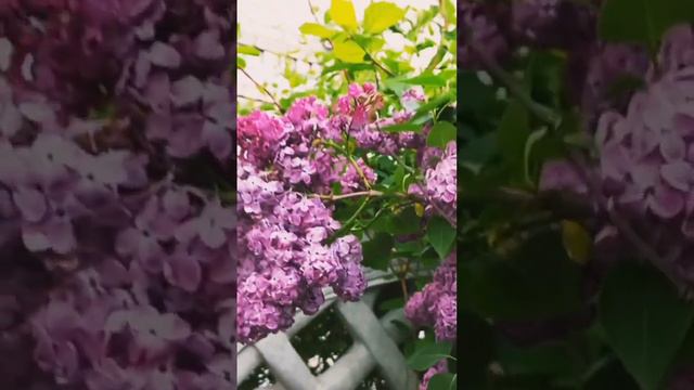 Сирень 💜 #like #love #nature #sweet #сирень #цветы #любовь #весна смотреть онлайн