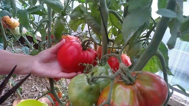 Сорт томата-Репа??? смотреть онлайн