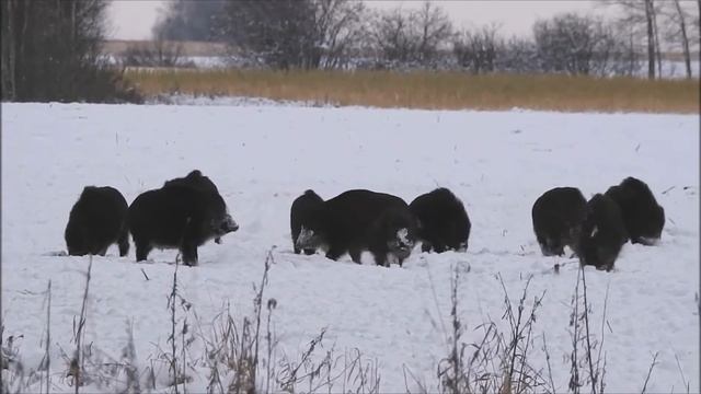 Кабаны зимой  / Hogs In Winter