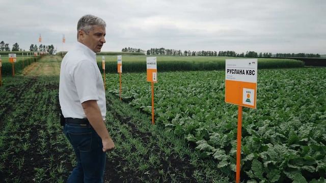 Новые гибриды сахарной свёклы компании KWS