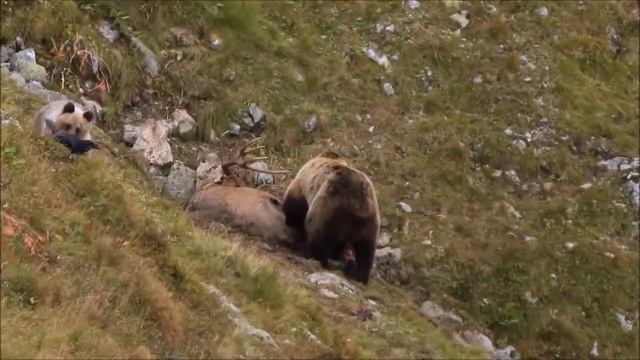 Дикая природа Карпат Жизнь в Карпатах Туризм смотреть онлайн