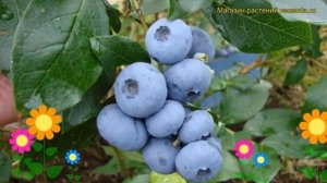 Голубика высокорослая Бонус. Краткий обзор, описание характеристик, где купить саженцы