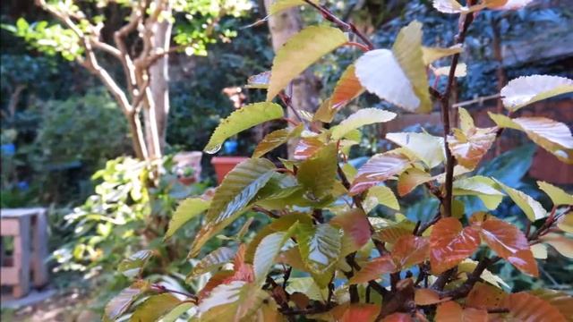 2015 11 3 岩四手 イワシデ 盆栽　Carpinus Turczaninovii Bonsai смотреть онлайн