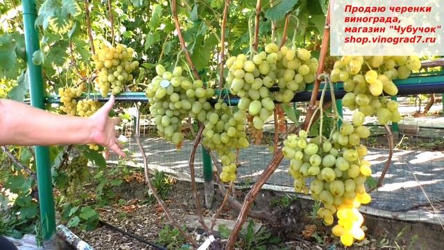 Виноград СУПЕР ЭКСТРА - ультраранний, с красивыми желтыми сладкими ягодами, крупными гроздями.