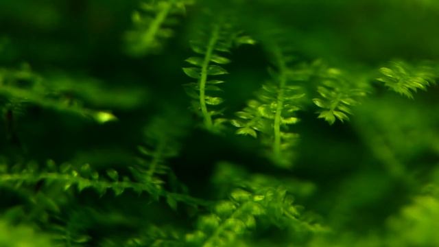 How to grow Java moss Basics смотреть онлайн