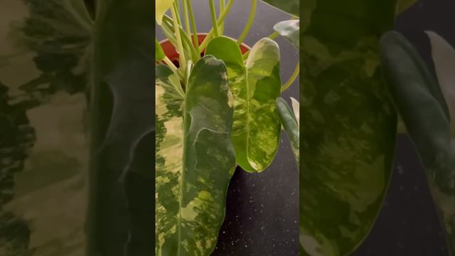 Philodendron Burle Marx Variegated Roots' Check #healthyroots #plantsroots #healthyplants смотреть онлайн