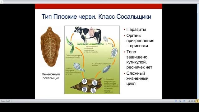 Типы Плоские и Круглые черви смотреть онлайн