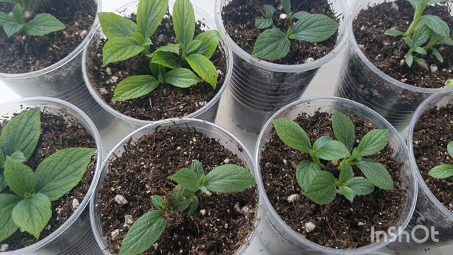 Комбинированное укоренение метельчатых гортензий! смотреть онлайн