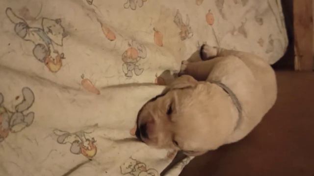 14 дней дата рождения 25.12.2020 смотреть онлайн