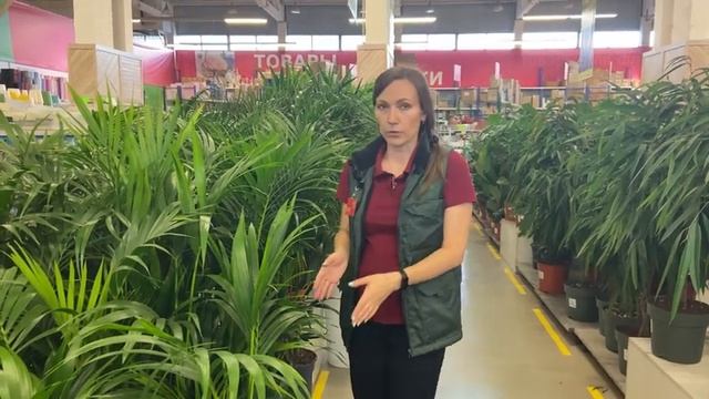 Роскошные крупномерные растения в Гринвилль! Обзор растений и кашпо для озеленения дома и офиса! смотреть онлайн