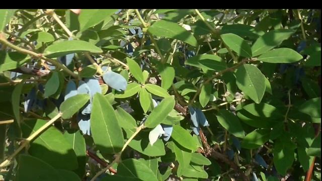 ВОСТОРГ. Полный восторг от этого сорта жимолости!