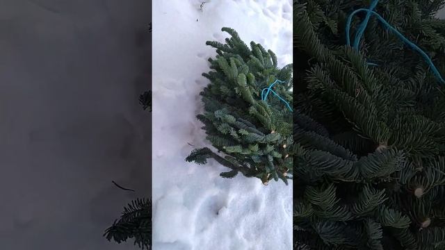 Датская пихта, нобилис. Вечная, не осыпается. На видео пачка (банч) 5 кг, примерно 10 веток. смотреть онлайн