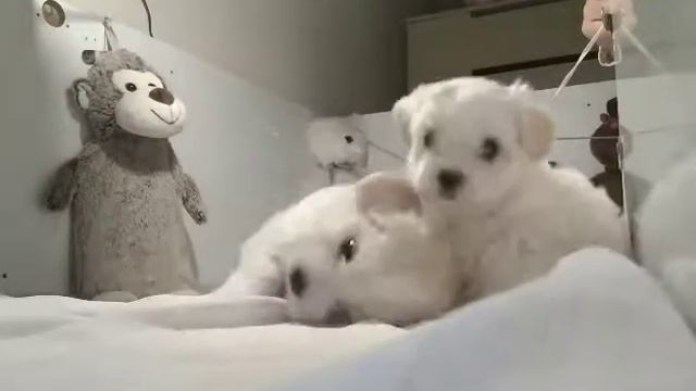 МАЛЬТЕЗЕ. Любимые собаки. Собаки для любви и нежности. смотреть онлайн