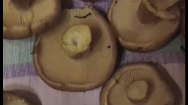 Подробно! Рядовки коричневые. Как распознать. Растут под ногами. смотреть онлайн