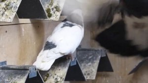 Голуби Чистопольские племенной отсек 06.03.2021 год. Цыганков Г.Б.