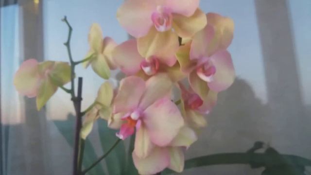 Орхидея Радуга / Rainbow orchid смотреть онлайн