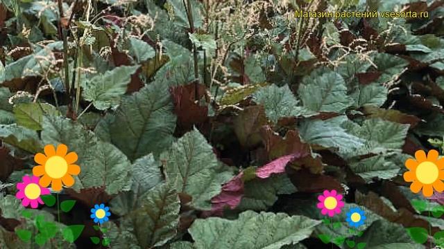 Ревень пальчатый Эйс оф Хеартс. Краткий обзор, описание характеристик Rheum Palmatum Ace Of Hearts